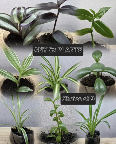 Mix any house plants - 5x,