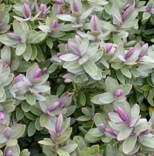 Hebe (Veronica) Red Edge