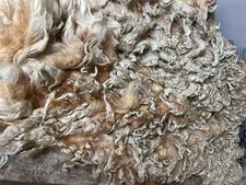 9.5+lbs Lincoln Sheep Wool Fiber fleece spinning beard prim stuffing raw wool