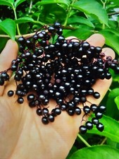 75 ELDERBERRY SEEDS, NATIVE