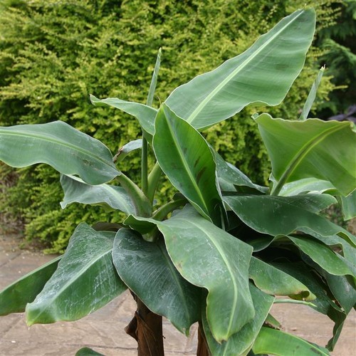 Musa dwarf cavendish - cavendish’, x3