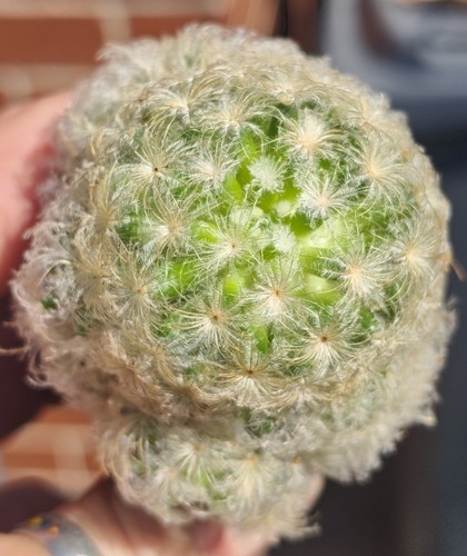 Mammillaria plumosa - mammillaria,
