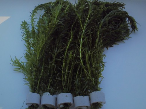 Bunches egeria densa elodea - bunches,