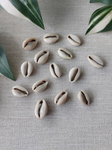 Job lot natural cowrie - lot, of