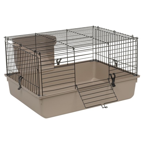 Indoor guinea pig - pig, single