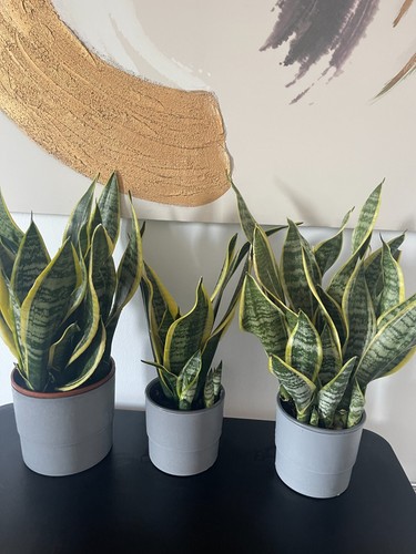 Snake plant mother - snake, plant,