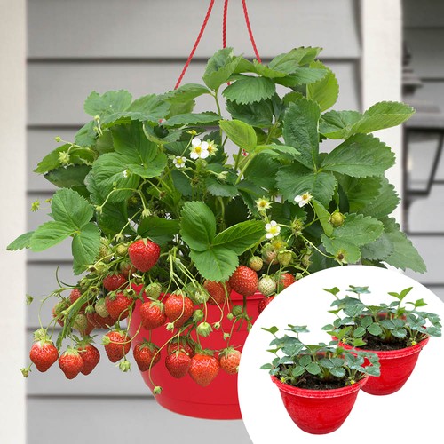 Pair pre planted strawberry - pair, pre-planted