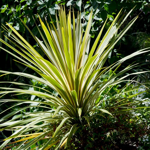 Pair cordyline torbay - of, 'torbay