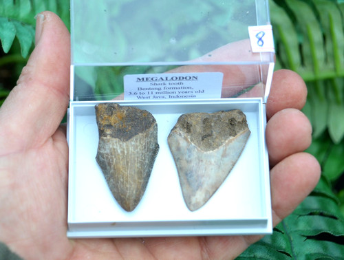 Real megalodon sharks - megalodon,