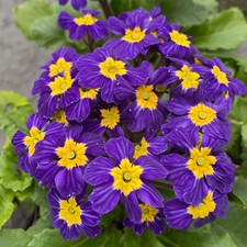 Primula Oakleaf Blue Hardy