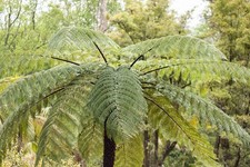 Cyathea cooperi | plug plant |