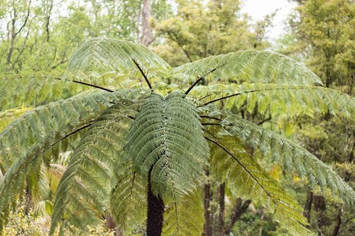Cyathea cooperi plug - cooperi, |