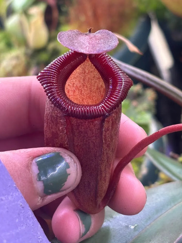Nepenthes ventricosa - nepenthes, x