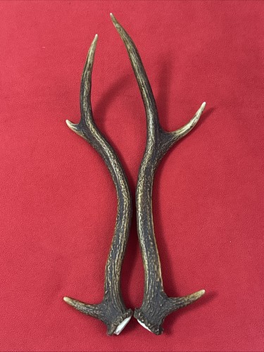 Pair red deer antlers - deer,
