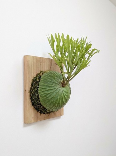 Staghorn fern platycerium - staghorn,