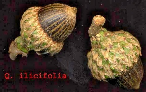 Bear oak acorns quercus - oak,