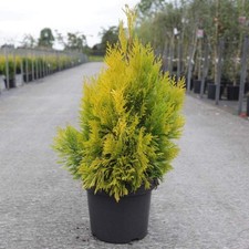 Thuja Plicata 4Ever Goldy 3