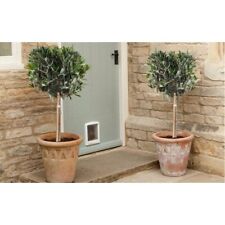 Olive Tree Olea Europea Hardy