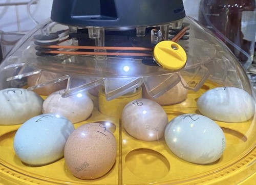 Chicken incubator select - chicken,