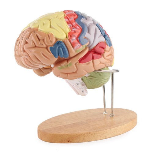 Medical anatomical human brain - anatomical,