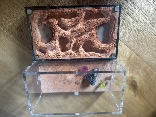 Ant farm formicarium - formicarium, small