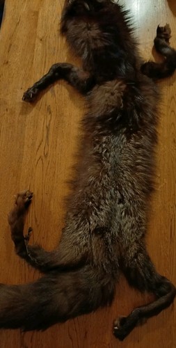 1920s original fox - 1920s,