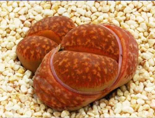 10x lithops gensinae hanawared - gensinae,