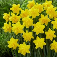 GOLDEN DUCAT Double Daffodil