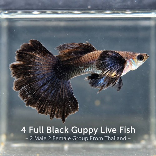 Full black guppy - guppy, fish