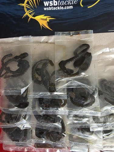 Preserved lugworm - preserved,