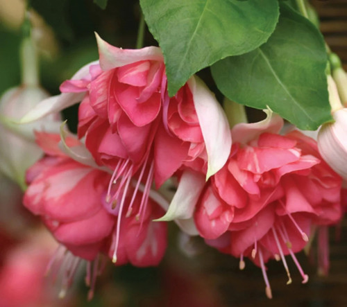 Giant trailing fuchsia - trailing,