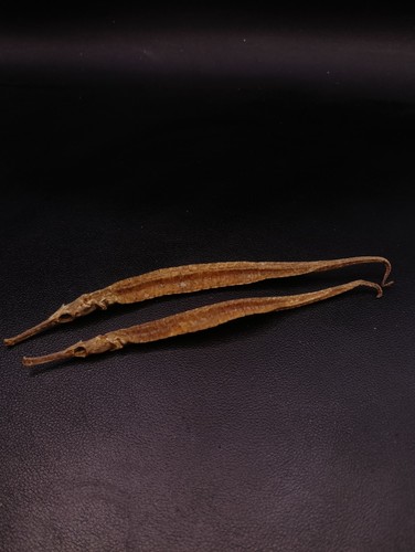 Preserved pipe fish - 2,