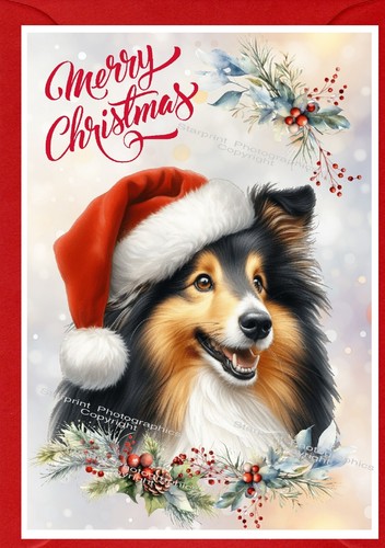 Shetland sheepdog sheltie - shetland,