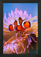 Clownfish Framed Wall Art