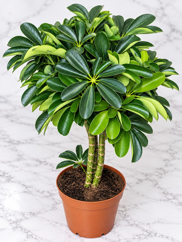 Rare large schefflera umbrella - rare,