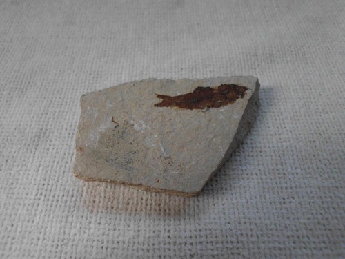 Fish fossil find from an - fossil,