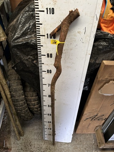 Blackthorn character shank - blackthorn,
