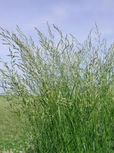 Meadow fescue grass seed - meadow,