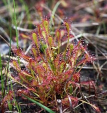 Drosera Intermedia - 20 Seeds