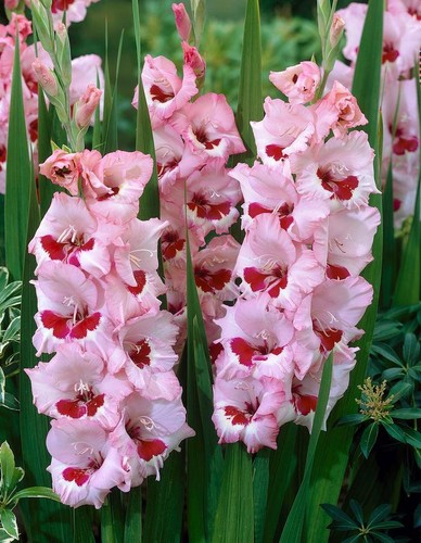 Gladioli wine roses soft - gladioli, &