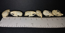One Genuine House Mouse Skull