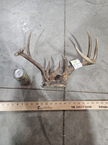 Wild point whitetail - wild,