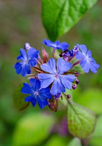 Ceratostigma willmottianum - ceratostigma,
