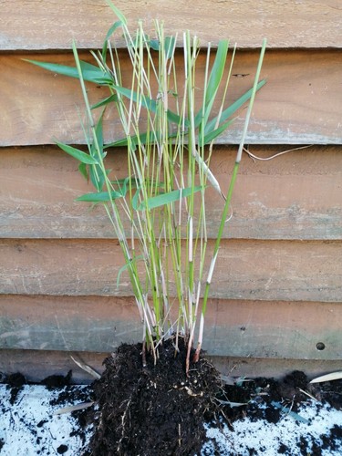 Bamboo fargesia rufa live - fargesia,