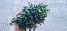 Anubias Micro 3 Rhizome 7/10cm