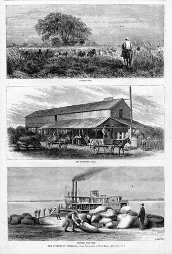 Rice culture louisiana - culture, in