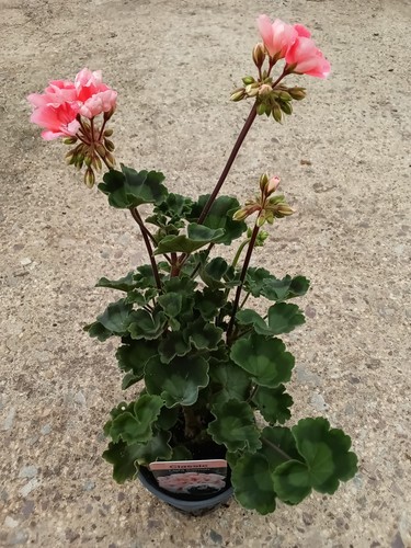 Geranium zonal salmon garden - geranium,
