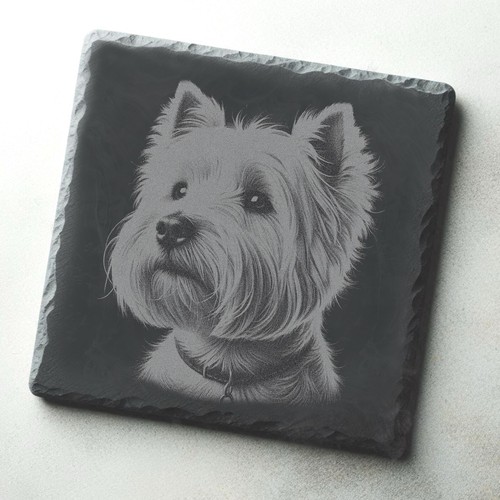West highland white terrier - highland,