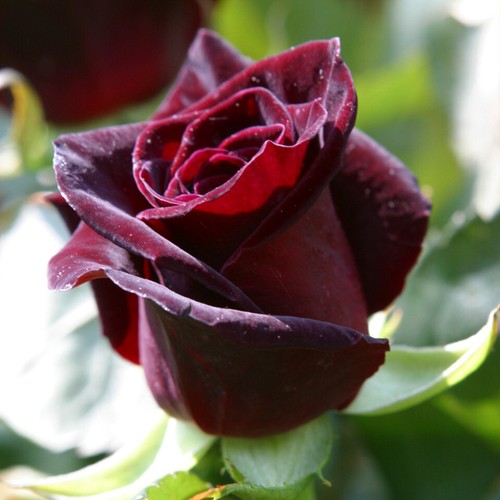 Rose rosa shrubs - shrubs, bushes