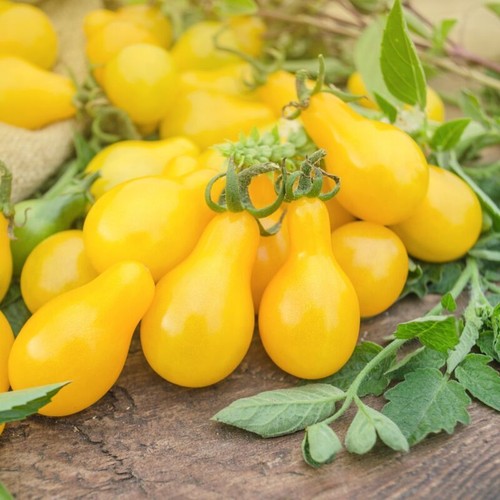 Tomato yellow submarine - submarine,